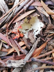 Lysurus corallocephalus