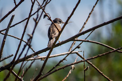 Curruca communis