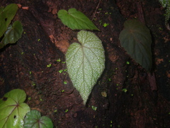 Begonia handelii