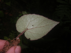 Begonia handelii