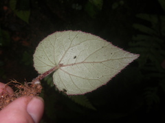 Begonia handelii