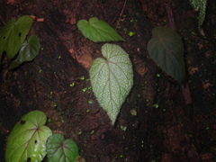 Begonia handelii