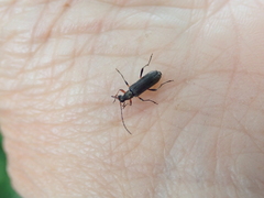 Grammoptera ruficornis