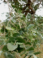 Eucalyptus crenulata