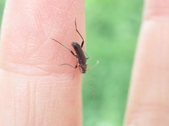 Grammoptera ruficornis