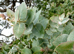 Eucalyptus crenulata
