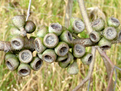 Eucalyptus crenulata