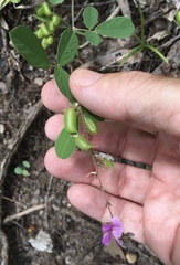 Pycnospora lutescens