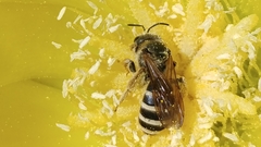 Halictus