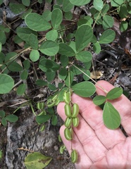 Pycnospora lutescens