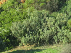 Atriplex nummularia