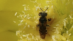 Halictus