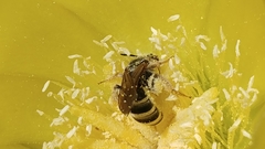 Halictus