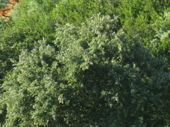 Atriplex nummularia