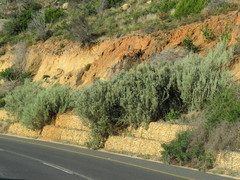 Atriplex nummularia