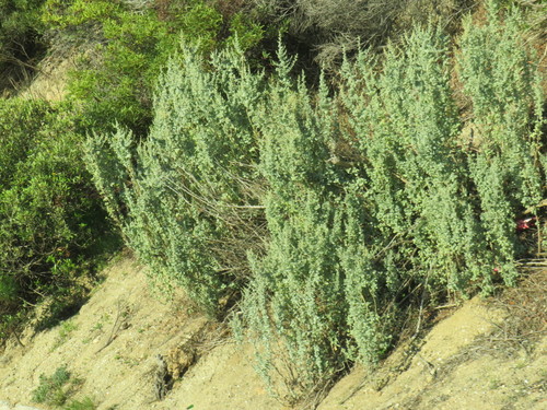 bluegreen saltbush (Atriplex nummularia)