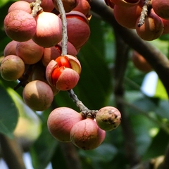 Aphanamixis polystachya