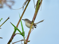 Prinia inornata