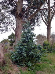 Eucalyptus globulus globulus