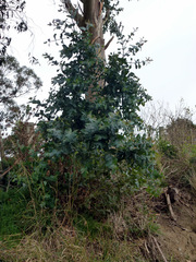 Eucalyptus globulus globulus