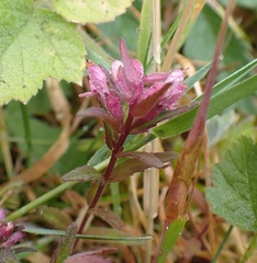 Odontites vernus
