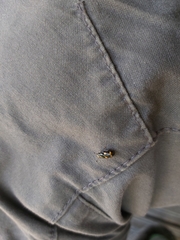 Glischrochilus hortensis