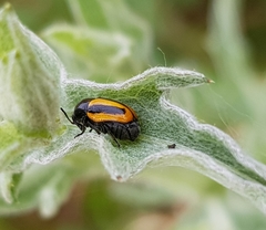 Cryptocephalus vittatus