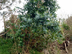 Eucalyptus globulus globulus
