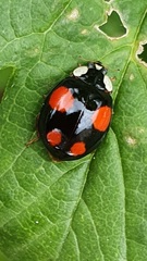 Harmonia axyridis