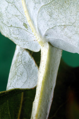 Eucalyptus globulus globulus