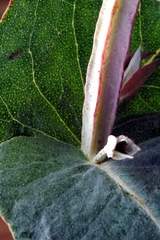Eucalyptus globulus globulus