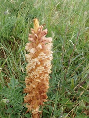 Orobanche elatior