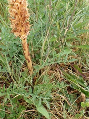 Orobanche elatior