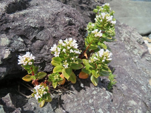 Lysimachia mauritiana
