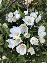 Magnoliopsida