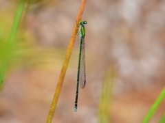 Pseudagrion microcephalum