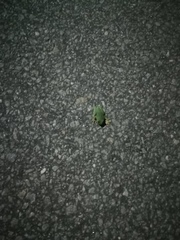 Hyla molleri
