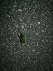Hyla molleri