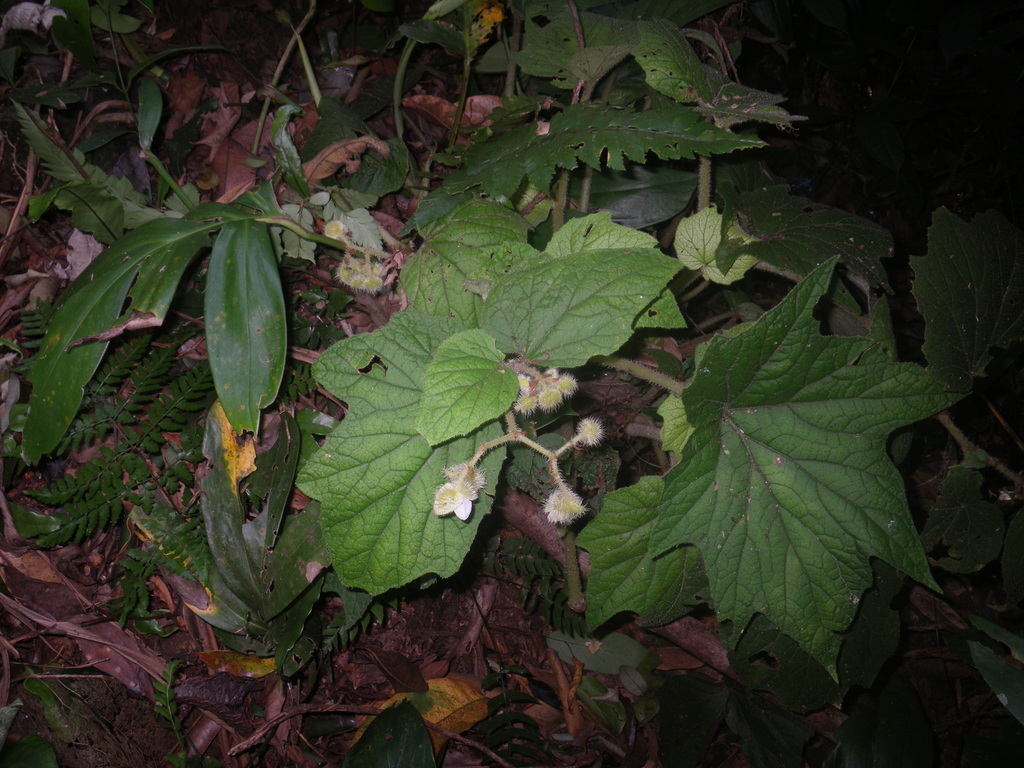 Begonia villifolia (Begonia villifolia)