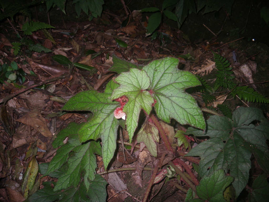 Begonia baviensis