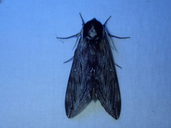 Sphinx poecila