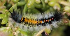 Tearosoma