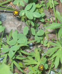 Trifolium spadiceum