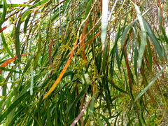 Eucalyptus pulchella