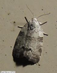 Polygrammate cadburyi