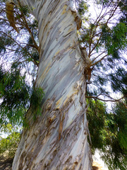 Eucalyptus pulchella