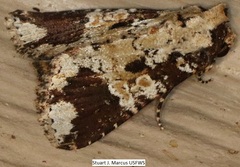 Condica cupentia