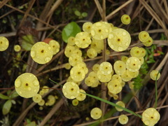 Splachnum luteum