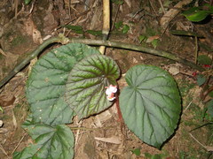 Begonia oreodoxa