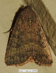 Condica sutor